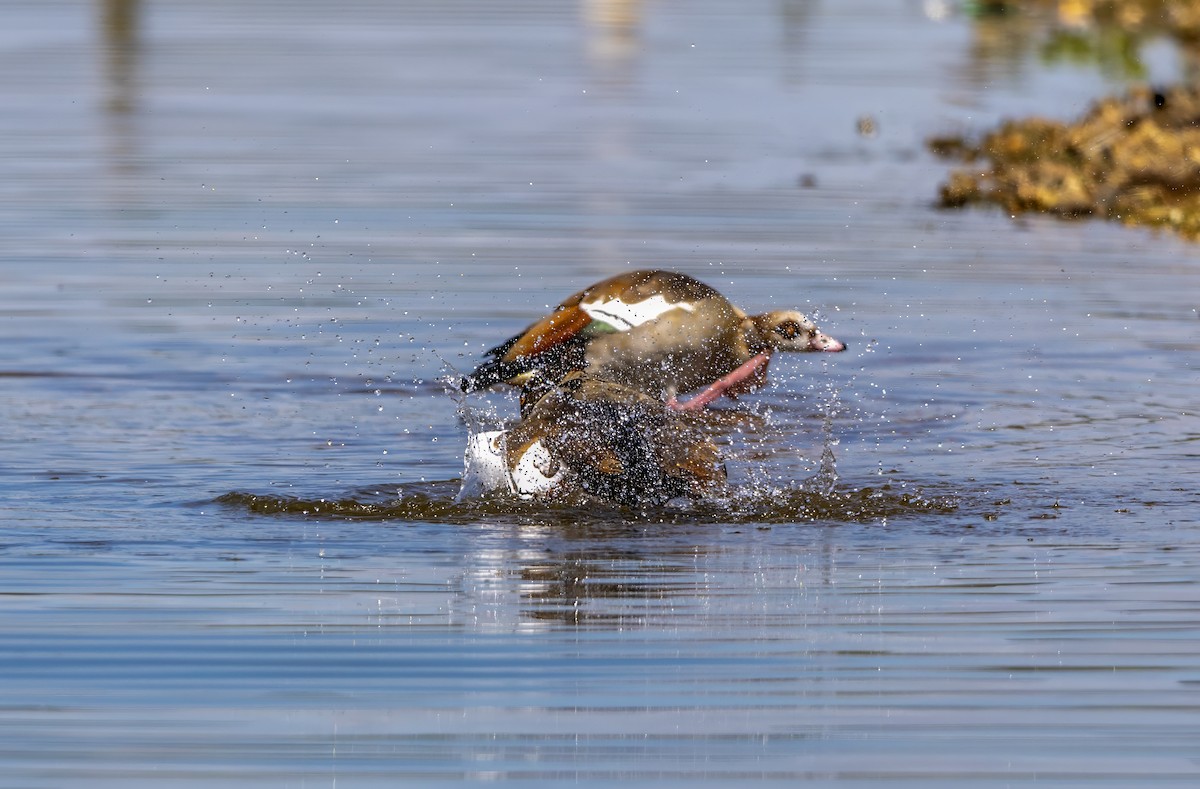 Egyptian Goose - ML638270219
