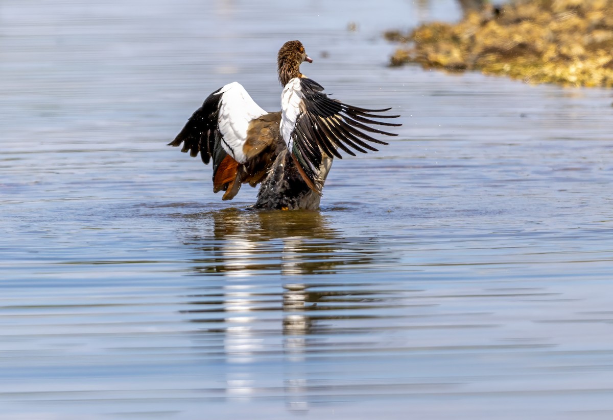 Egyptian Goose - ML638270220