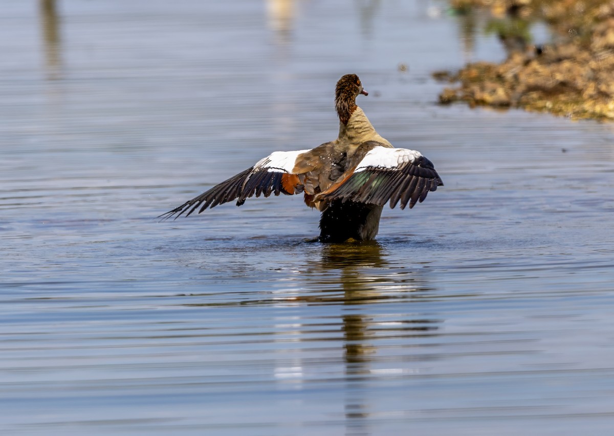 Egyptian Goose - ML638270221