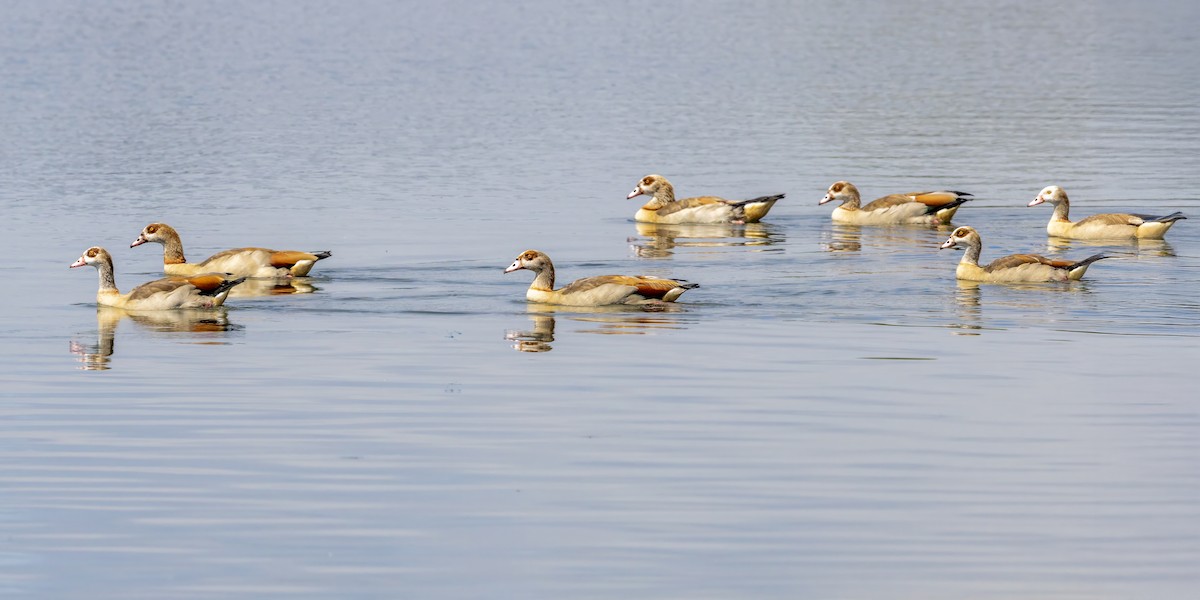 Egyptian Goose - ML638270222