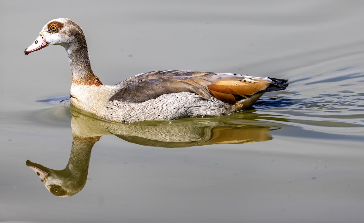 Egyptian Goose - ML638270224