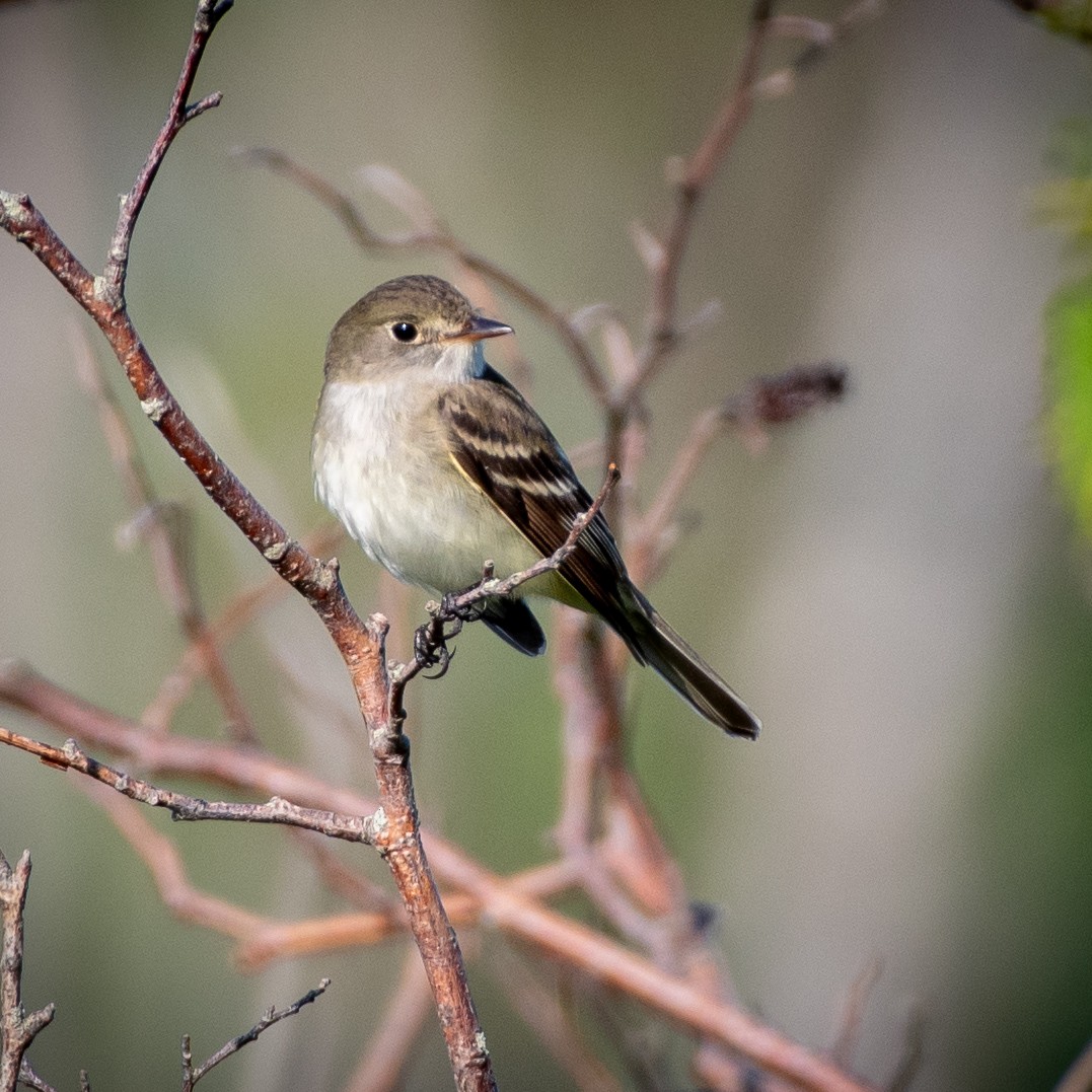 Alder Flycatcher - ML638270228