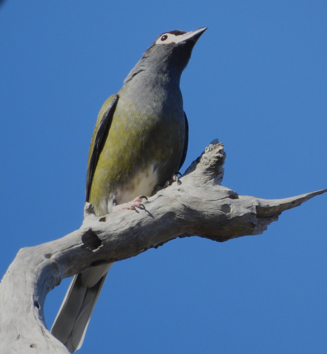 Australasian Figbird - ML638270233