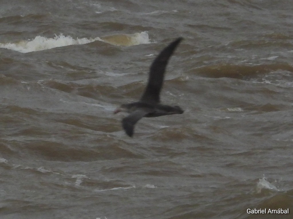 Southern Giant-Petrel - ML638270236