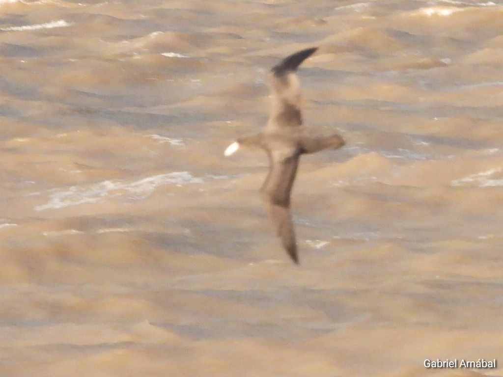 Southern Giant-Petrel - ML638270237