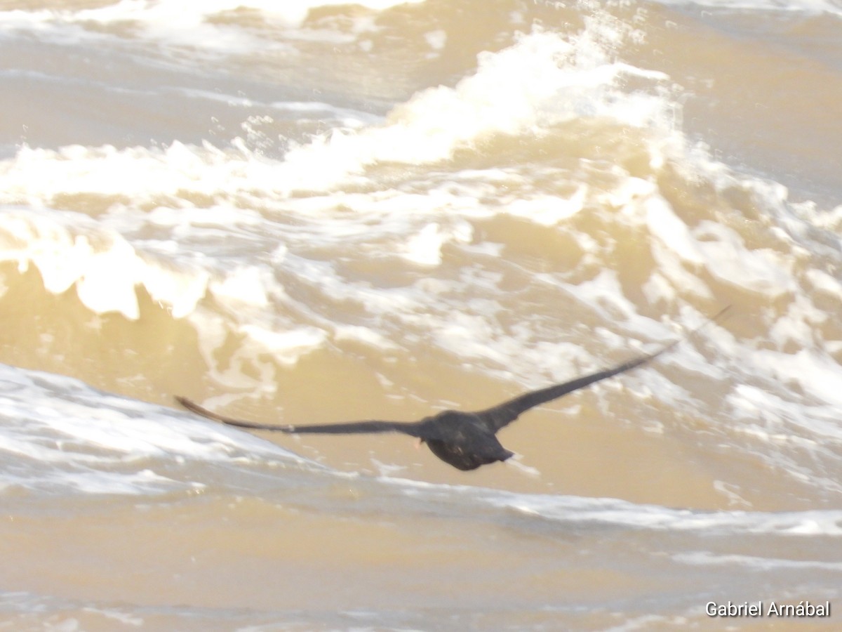 Southern Giant-Petrel - ML638270239