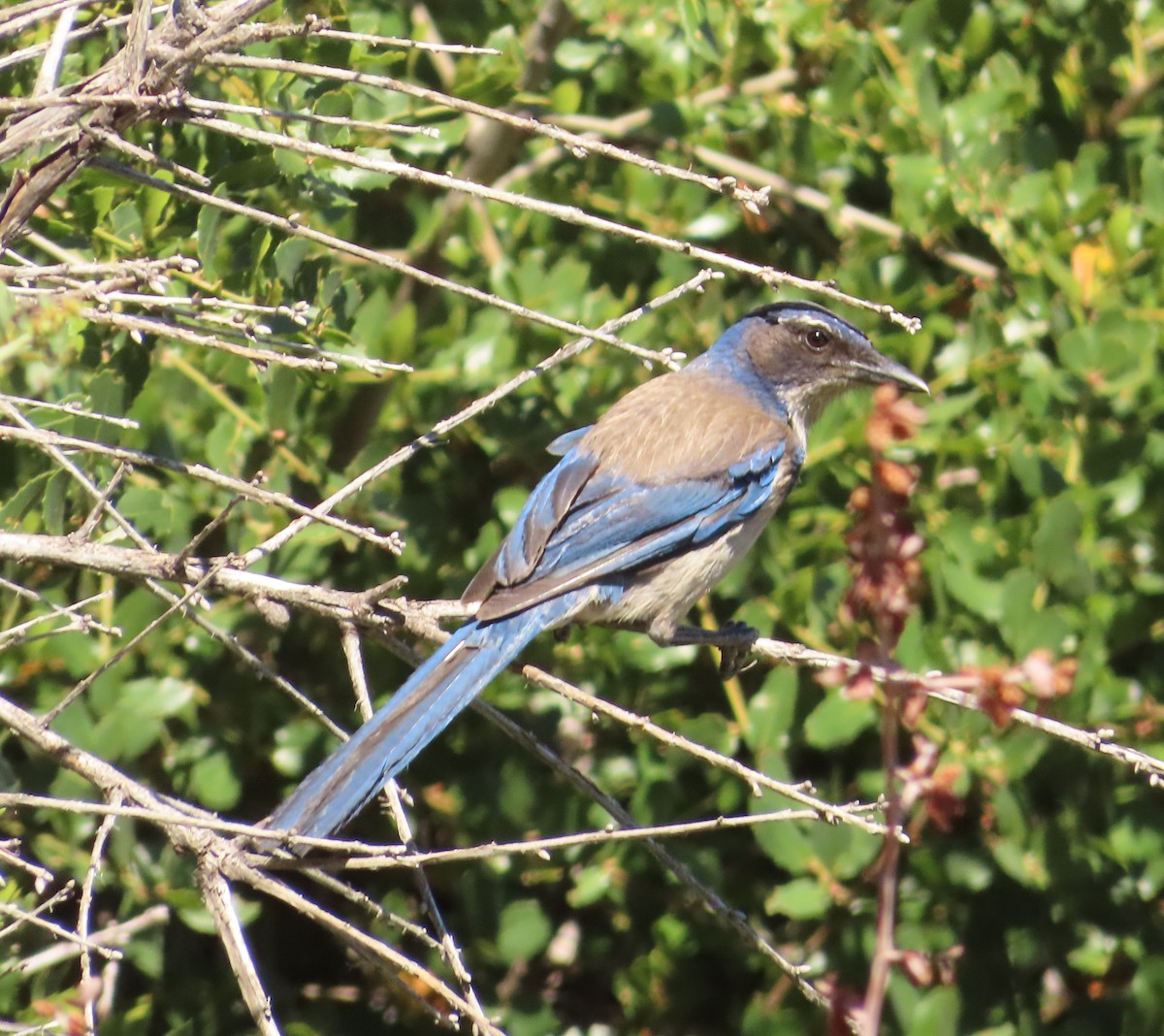 California Scrub-Jay - ML638270275
