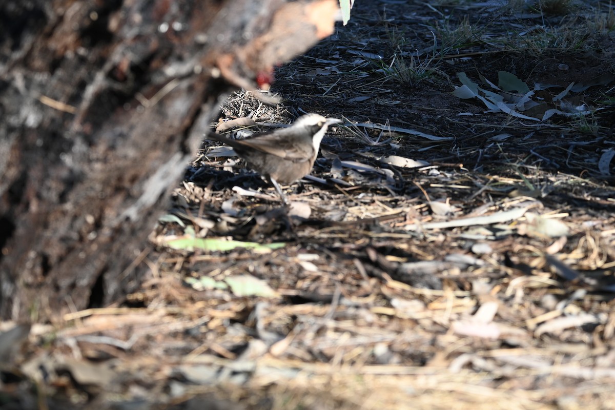 Gray-crowned Babbler - ML638270277