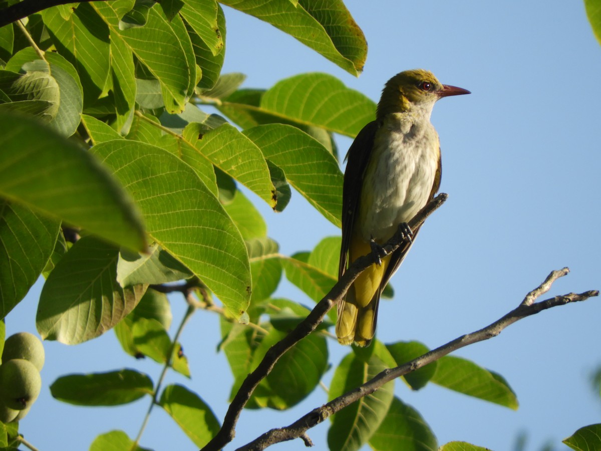 Eurasian Golden Oriole - ML638270284