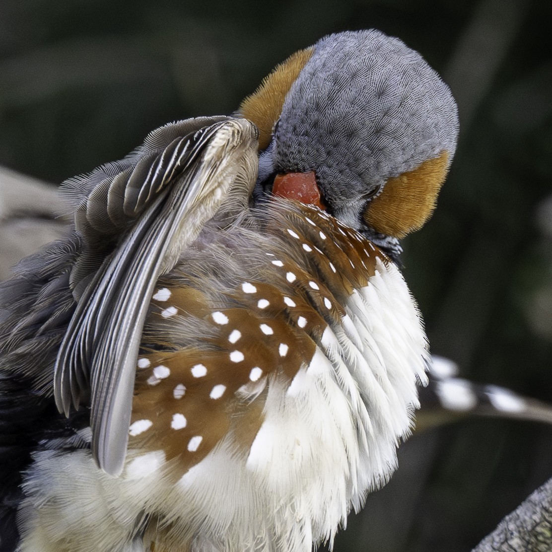 Zebra Finch - ML638270321