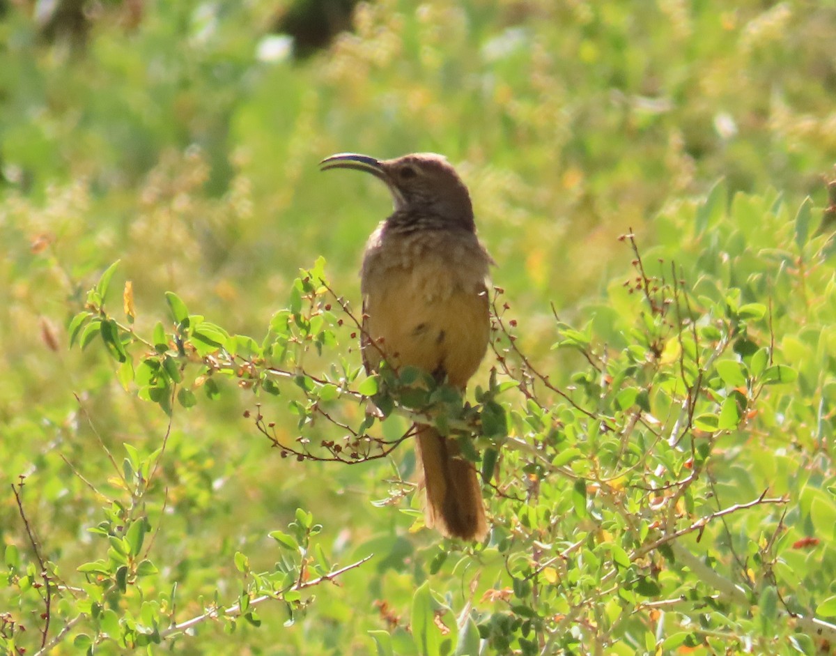 California Thrasher - ML638270322