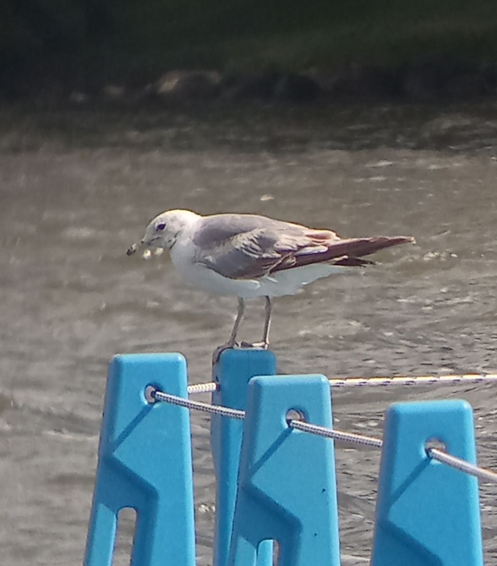 Common Gull - ML638270323