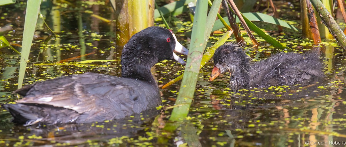 American Coot - ML638270340