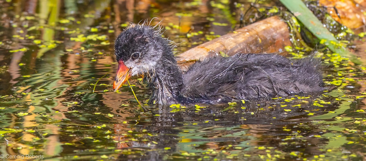 American Coot - ML638270341