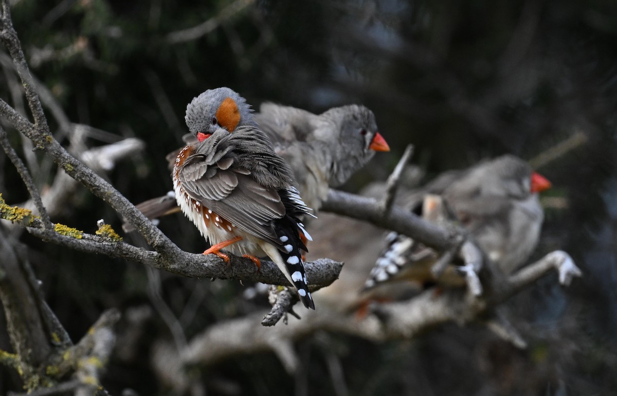 Zebra Finch - ML638270365