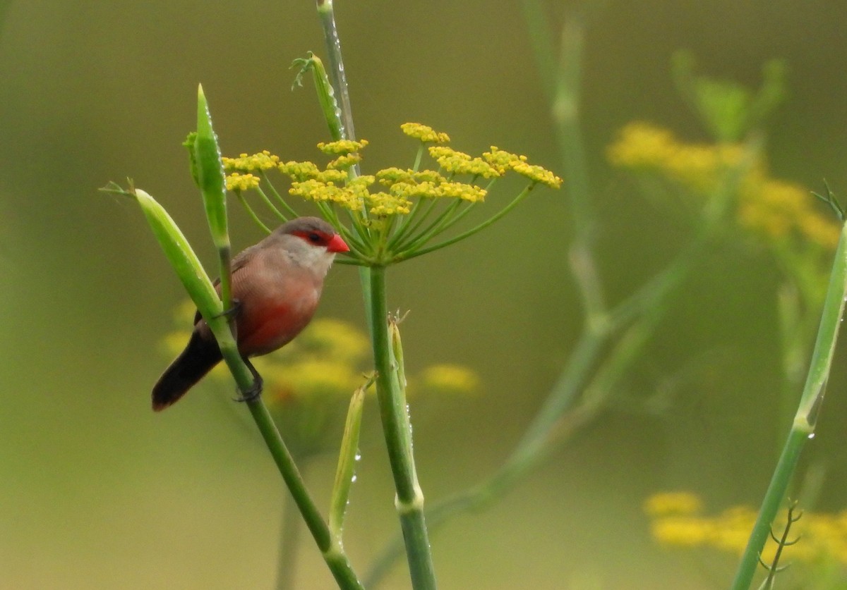 Common Waxbill - ML638270368