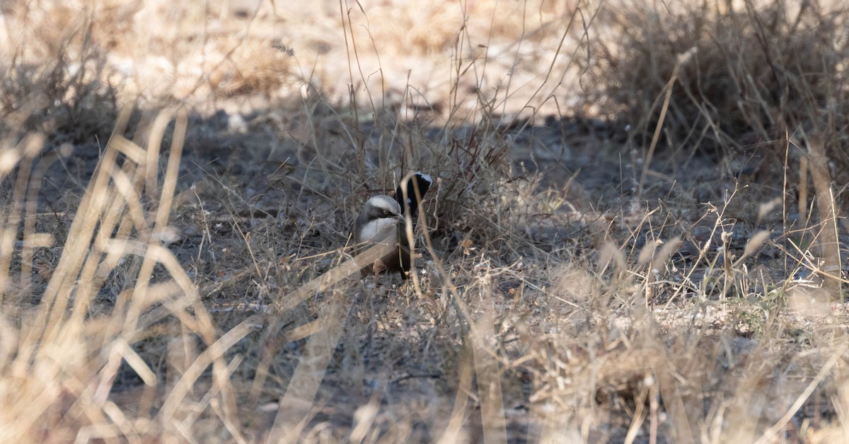 Gray-crowned Babbler - ML638270374