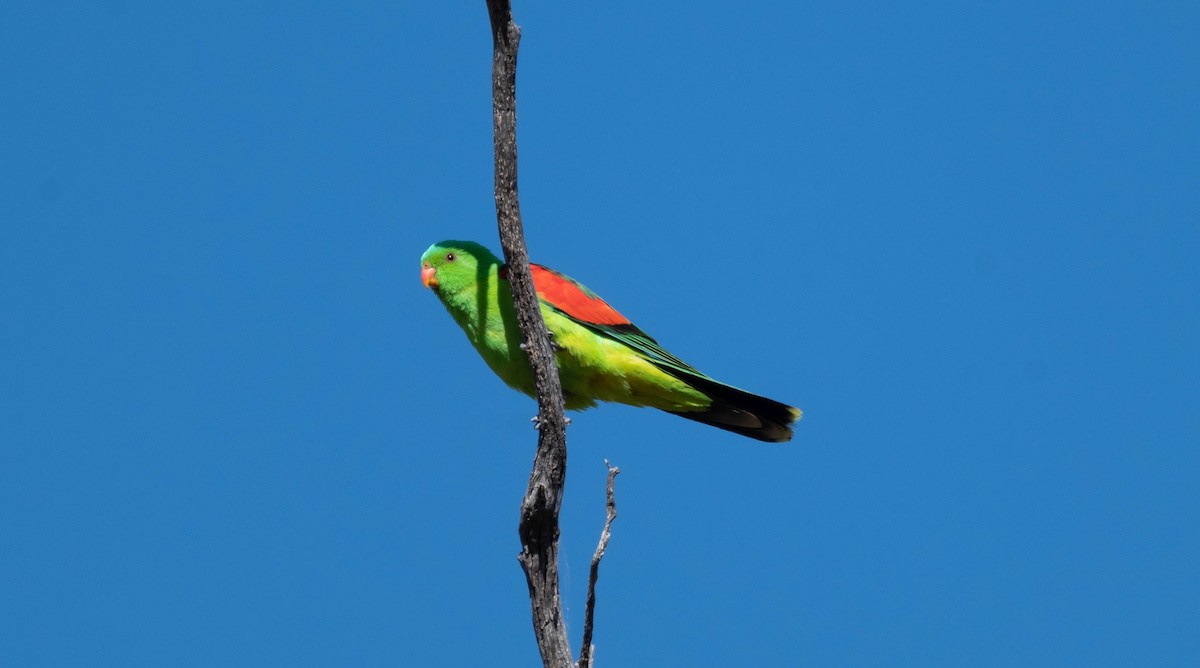 Red-winged Parrot - ML638270379