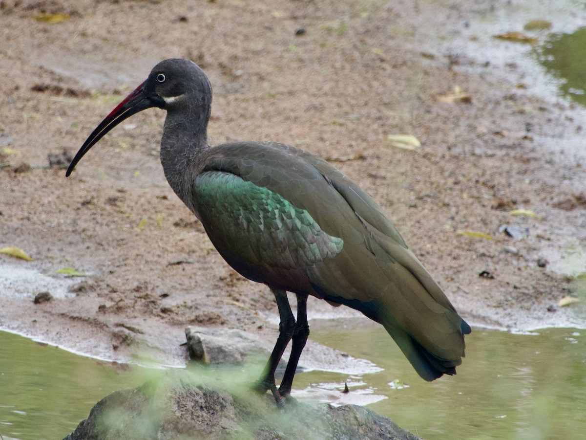 Hadada Ibis - ML638270380