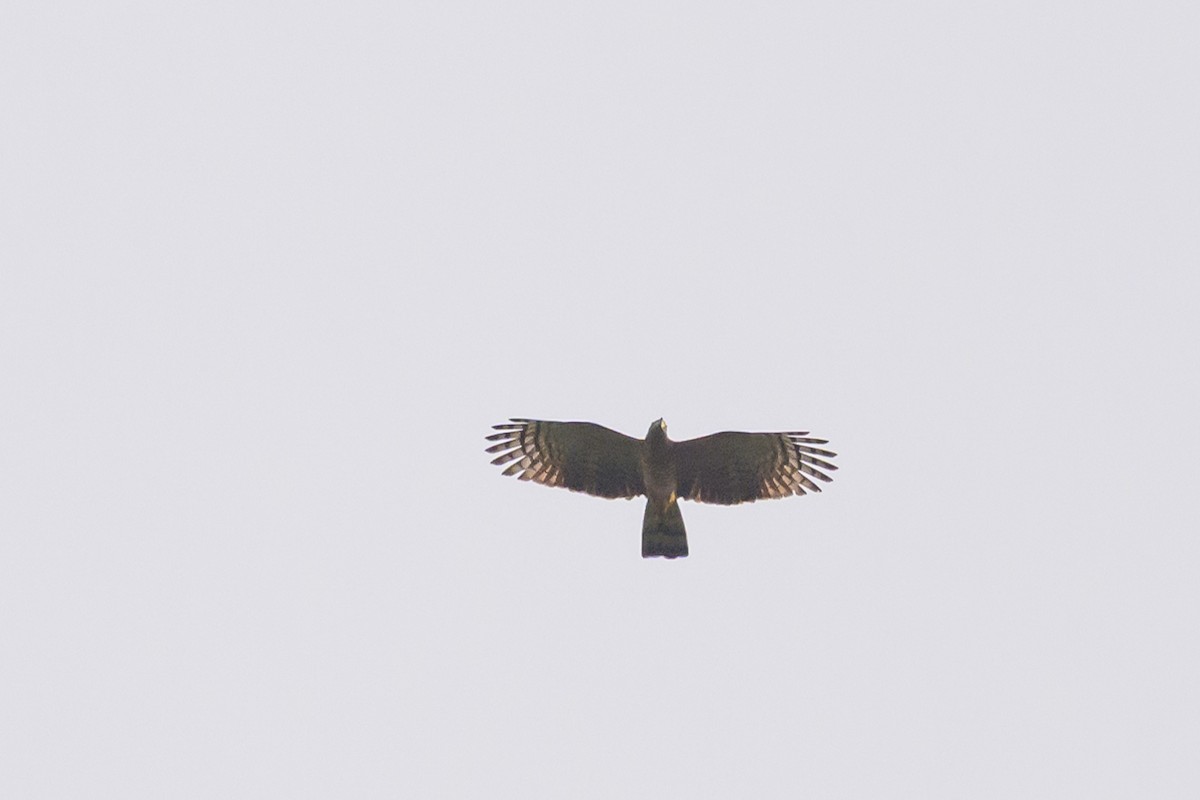Hook-billed Kite - ML638270386