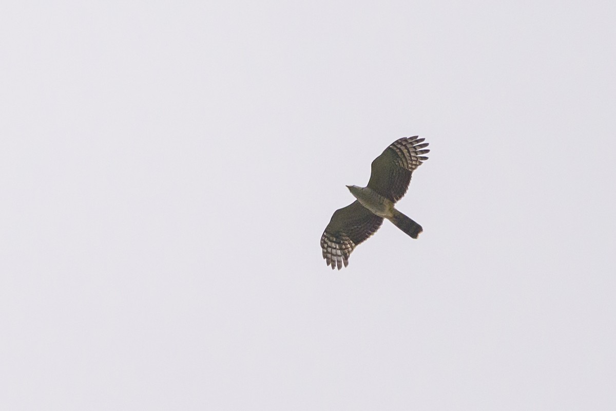 Hook-billed Kite - ML638270388