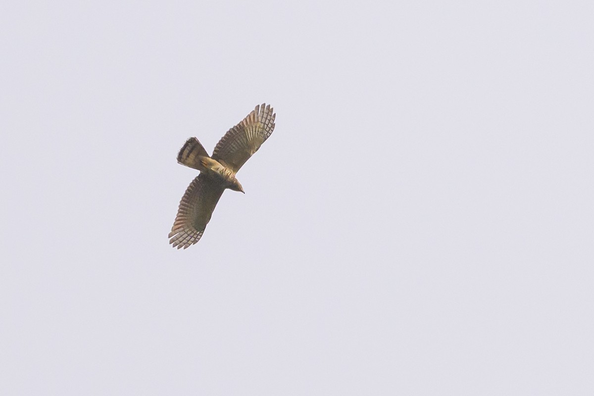 Hook-billed Kite - ML638270389