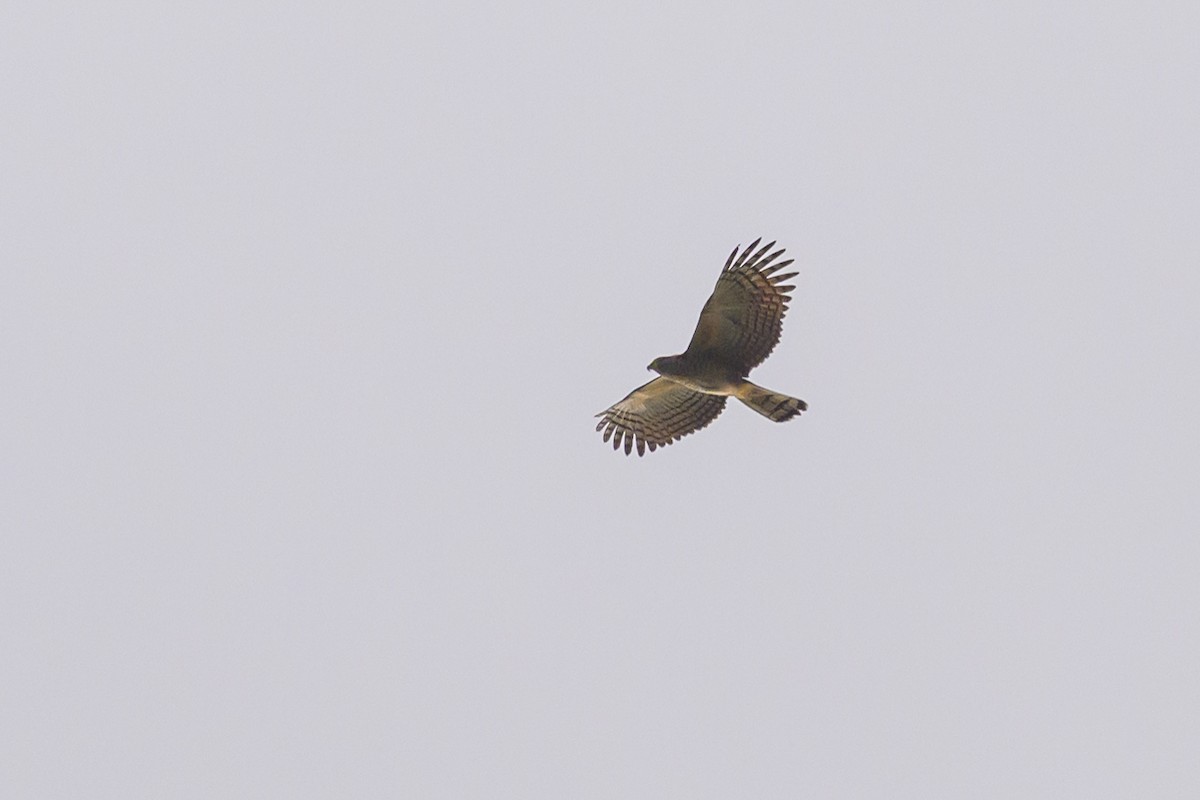 Hook-billed Kite - ML638270391