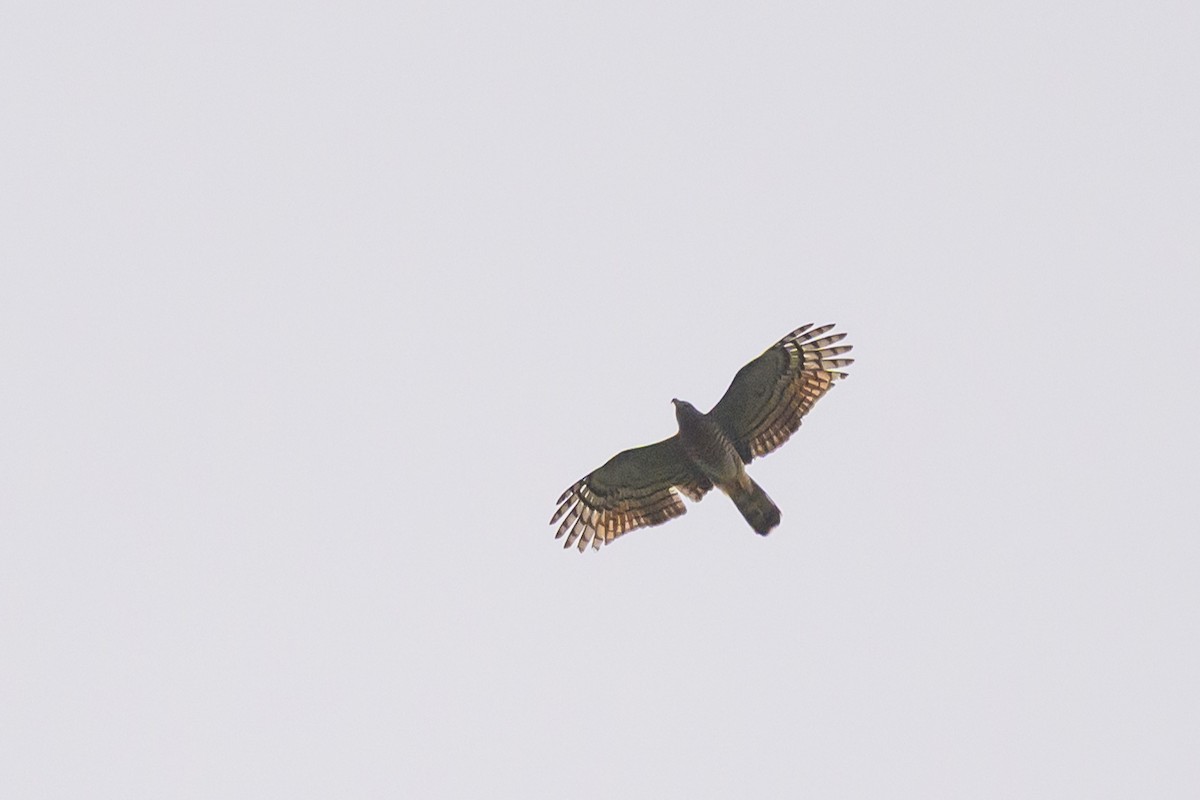 Hook-billed Kite - ML638270392
