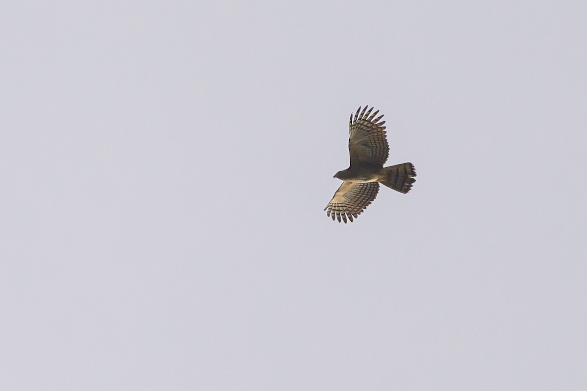 Hook-billed Kite - ML638270393