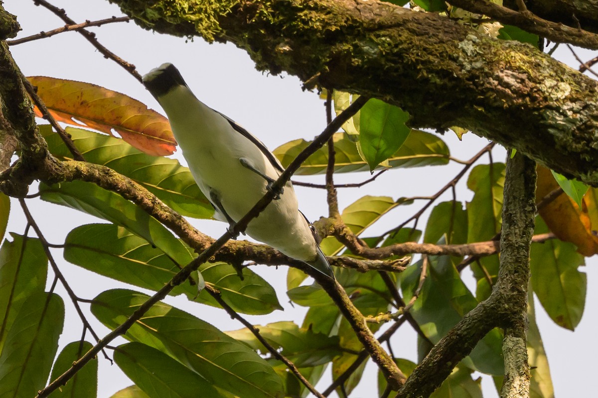 Black-crowned Tityra - ML638270396