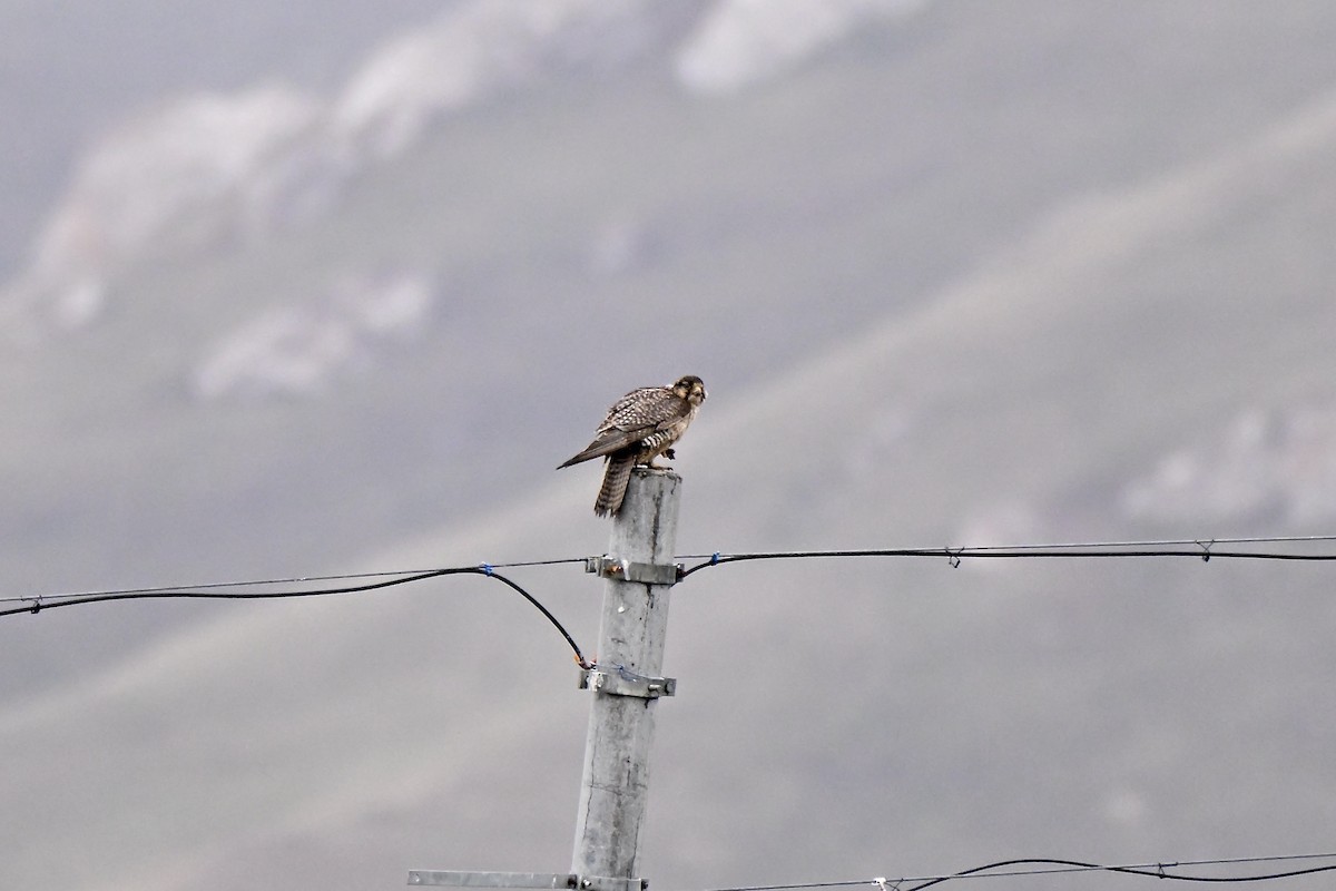 Saker Falcon - ML638270397