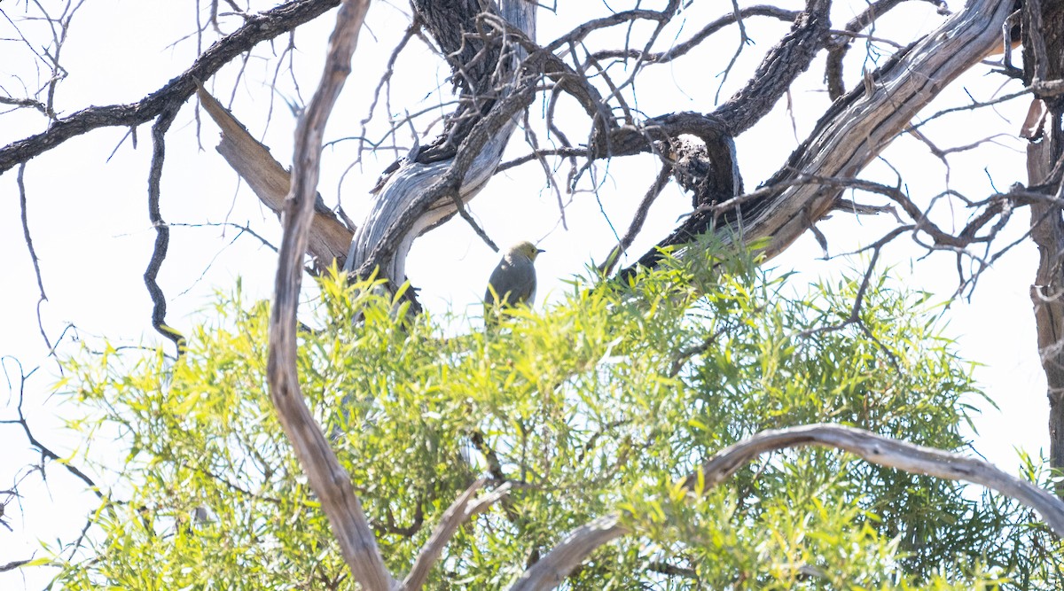 White-plumed Honeyeater - ML638270403