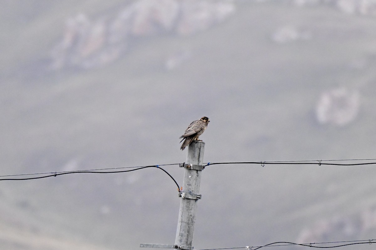 Saker Falcon - ML638270405