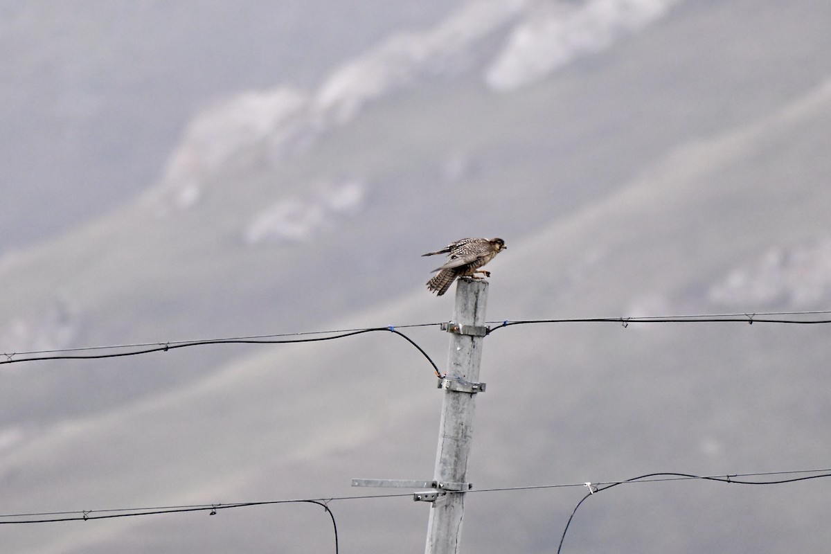 Saker Falcon - ML638270414