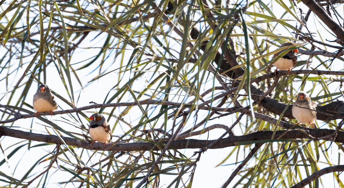 Zebra Finch - ML638270416