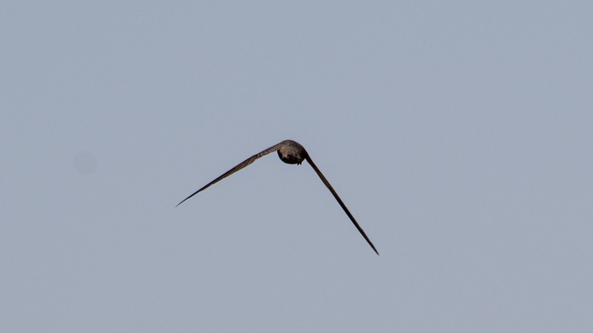 Pallid Swift - ML638270422