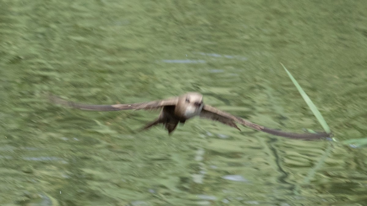 Pallid Swift - ML638270423