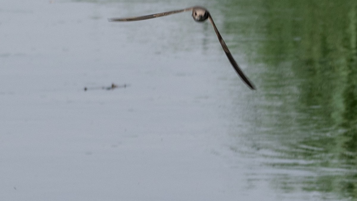 Pallid Swift - ML638270424