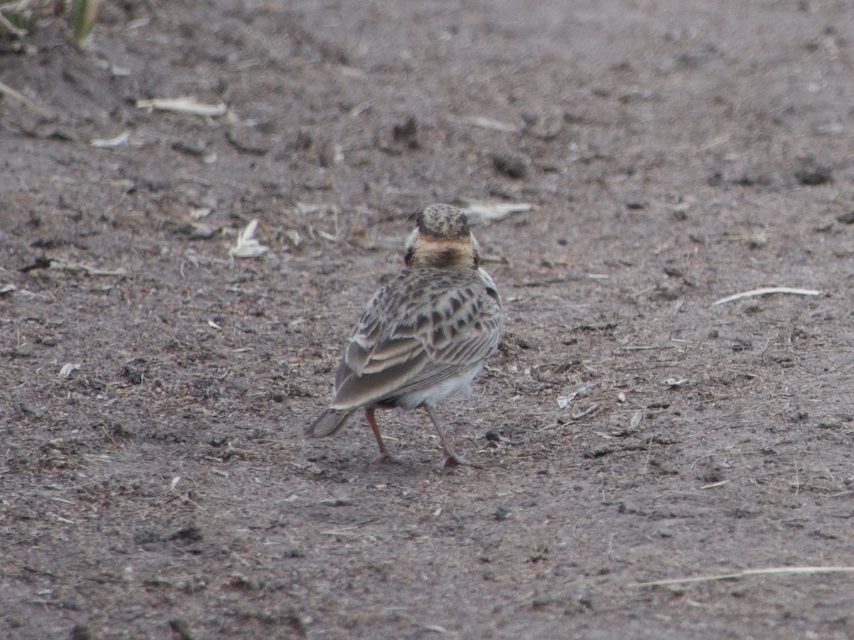 Fischer's Sparrow-Lark - ML638270429