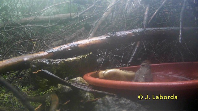 Eurasian Blackcap - ML638270449