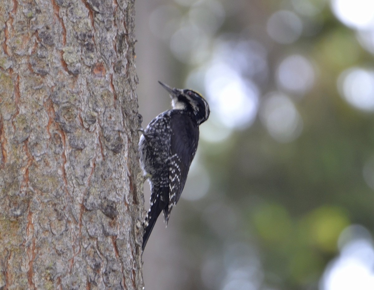 Eurasian Three-toed Woodpecker - ML638270462