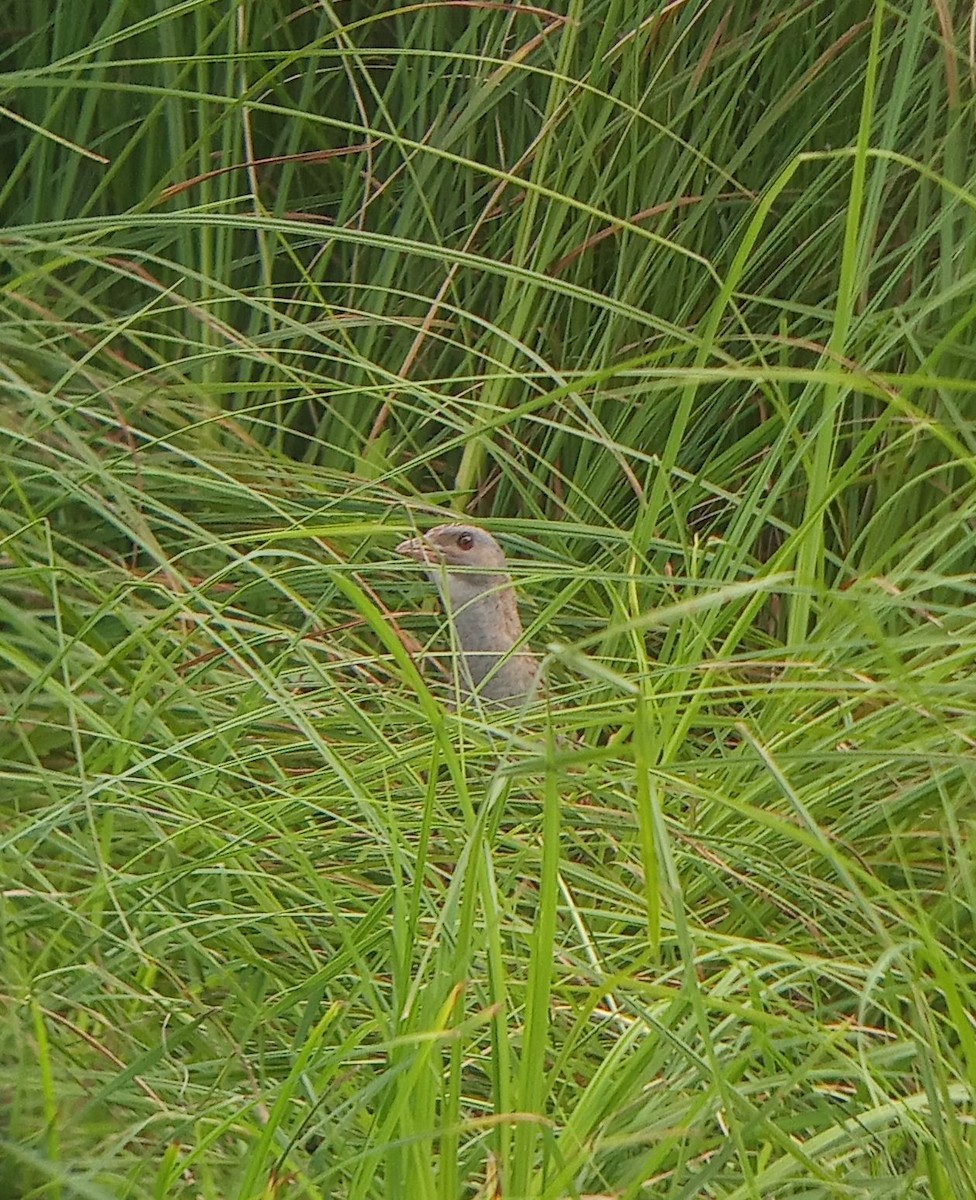 Corn Crake - ML638270476