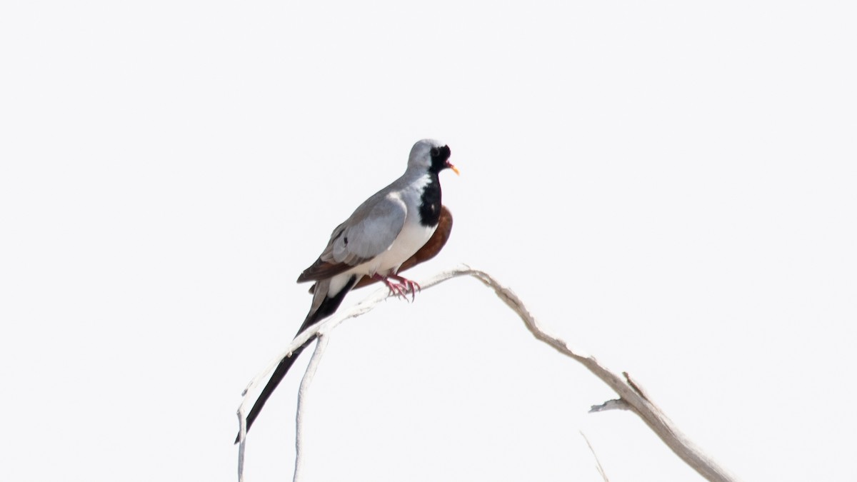 Namaqua Dove - ML638270481
