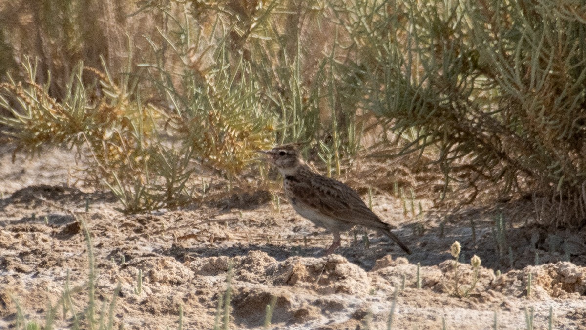 Crested Lark - ML638270488