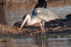 Cocoi Heron - ML638270493