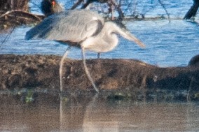 Cocoi Heron - ML638270494