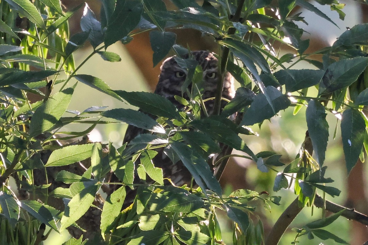 Little Owl - ML638270496