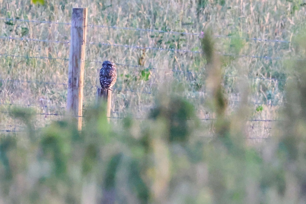 Little Owl - ML638270497