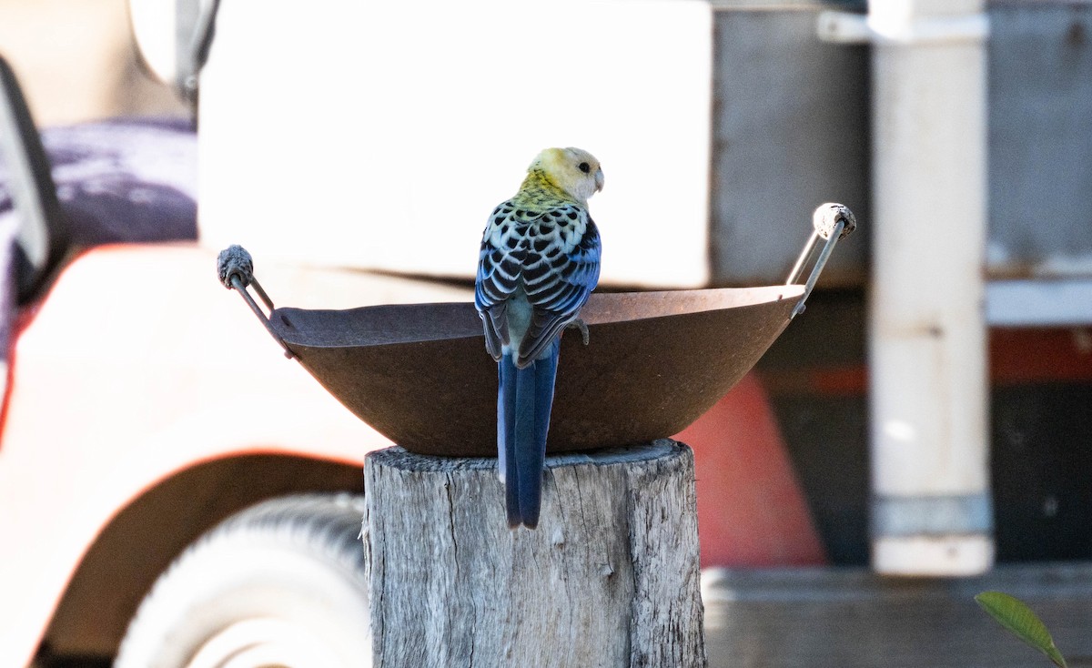 Pale-headed Rosella - ML638270498