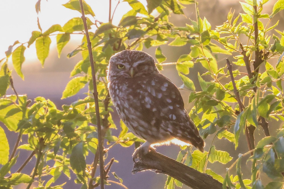 Little Owl - ML638270500
